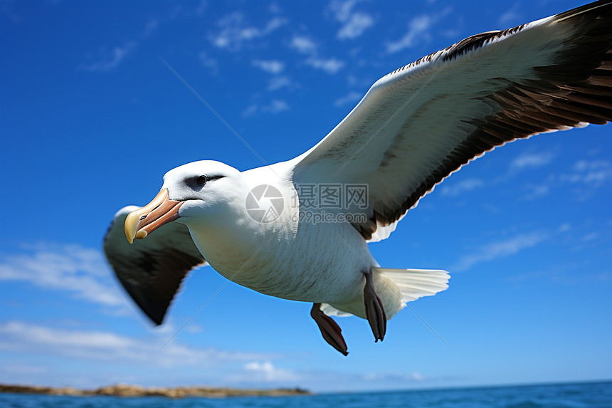 海鸥飞翔于蔚蓝海上图片