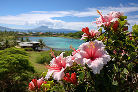 大红花热带岛屿的风景背景