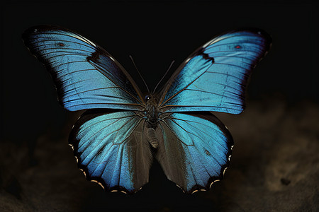 展翅飞舞的蓝蝴蝶图片