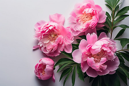 婀娜多姿的粉色花朵背景