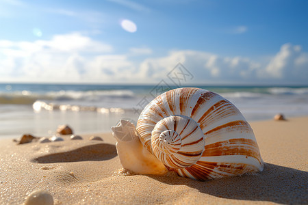 大海之滨的贝壳图片
