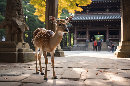 可爱小鹿奈良公园鹿儿背景