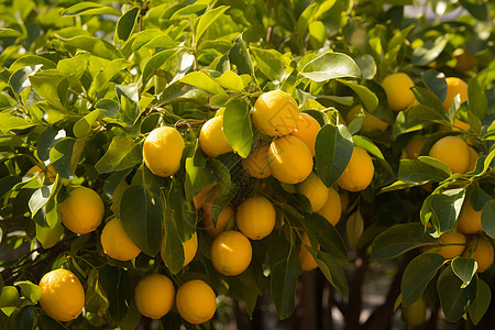酸酸甜甜一树柠檬树图片