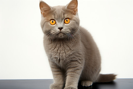 坐着桌子上的灰色猫咪图片