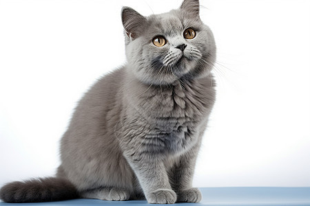 坐着的灰色小猫图片
