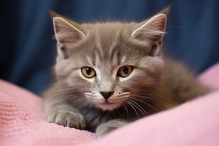 在粉色毯子上微笑的小猫图片