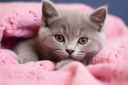 在毛毯上可爱的小猫图片
