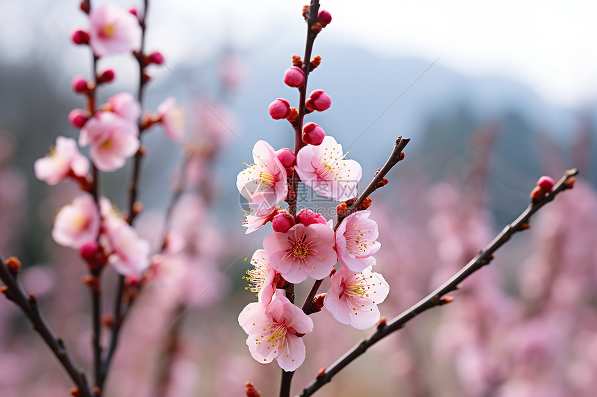 粉色花树争艳图片