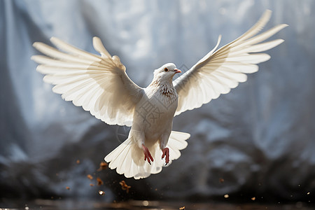 飞翔的白鸽背景图片