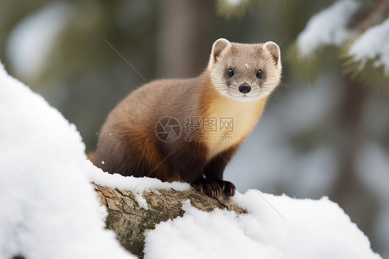 雪地里的小动物图片