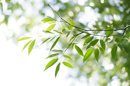 生长的枝芽图片