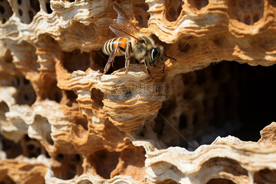 蜂巢蜂窝与蜜蜂图片