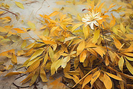 秋叶纷飞的静谧季节图片