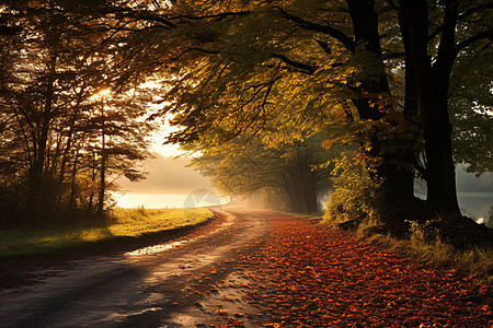 美丽壮观的秋季森林景观图片