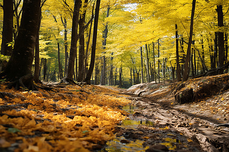 黄叶点缀的秋日森林图片