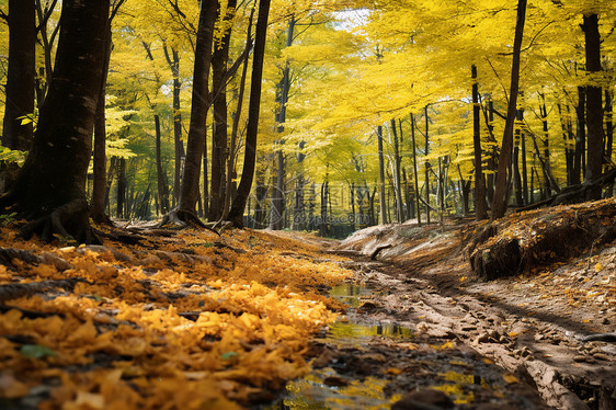 黄叶点缀的秋日森林图片
