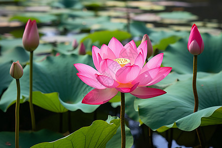 春季池塘中娇艳欲滴的莲花图片