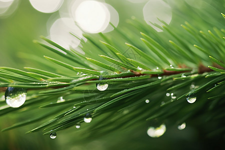 雨后松叶上的雨滴特写图片