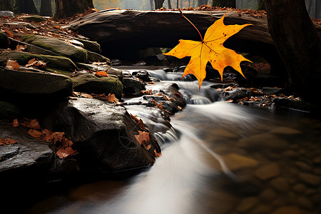 秋季森林公园中流淌的河流图片