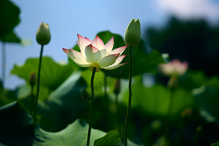 莲花池畔的夏日图片