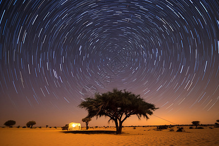 沙漠中星星星空下的孤独树背景