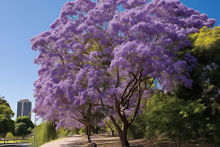 公园的紫色花卉背景图片