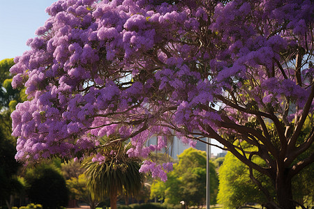 春日里紫色花朵绽放图片