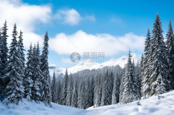 布满雪的森林树木图片