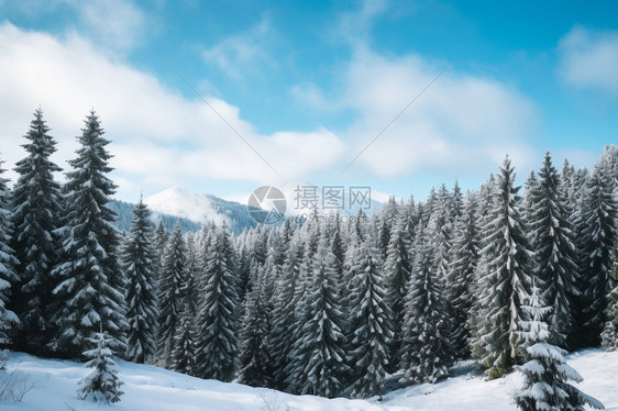 雪地旁边的森林图片