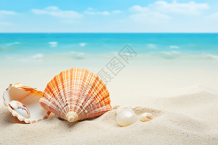 海滩上一枚贝壳和海螺图片