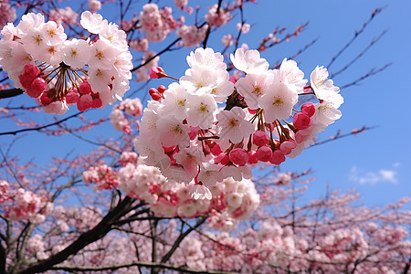 春天公园的樱花图片