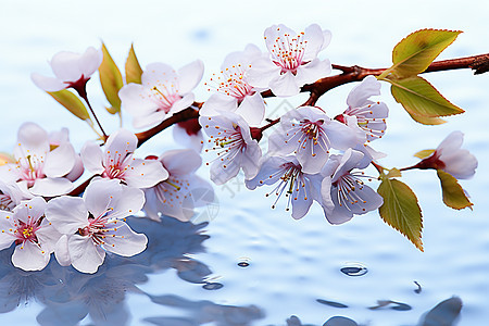 樱花枝头的水滴图片