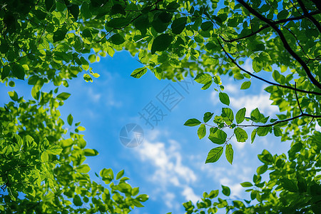 一片树叶透过树叶的天空背景