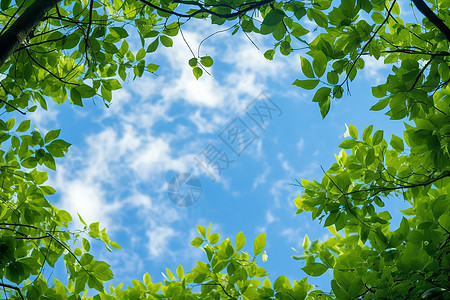 树缝间阳光树叶间的天空背景