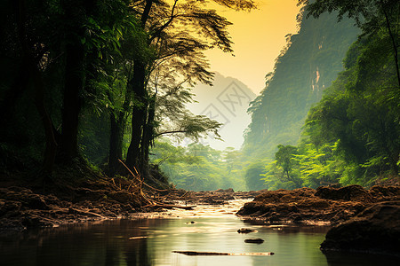 原始森林中的河流图片