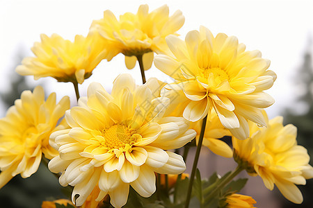 一簇嫩黄色的菊花图片