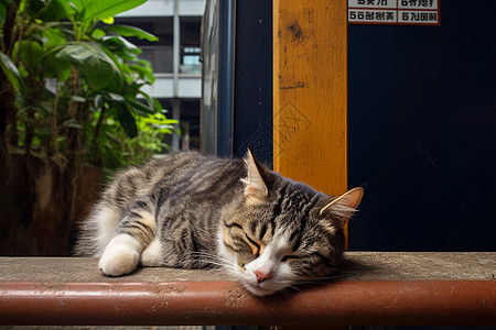 室外木椅上安睡的小猫图片