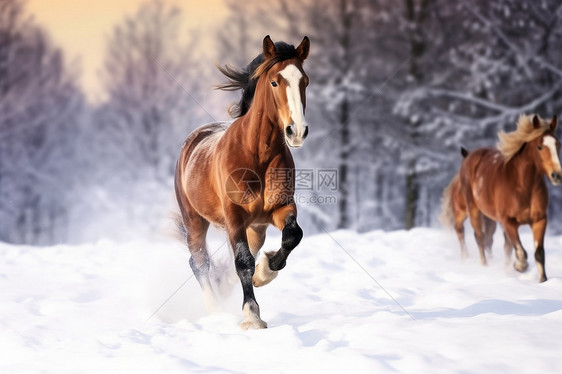 雪后树林中奔跑的马匹图片
