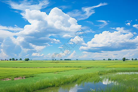 夏季乡村农业种植的水稻田图片
