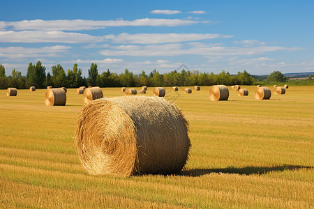 乡村农业收割的稻田景观图片