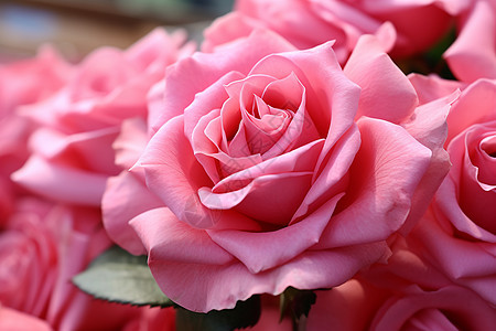 盛放的粉色玫瑰图片