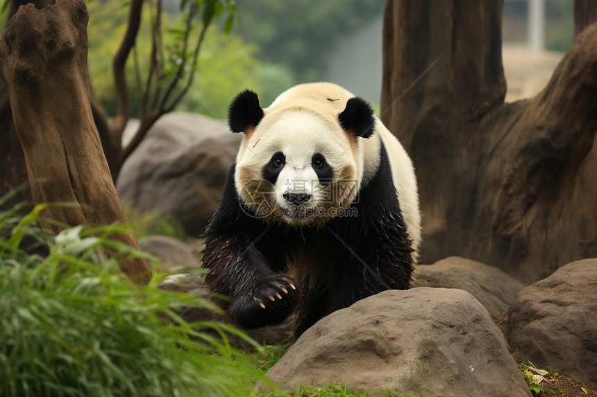 石头上行走的熊猫图片