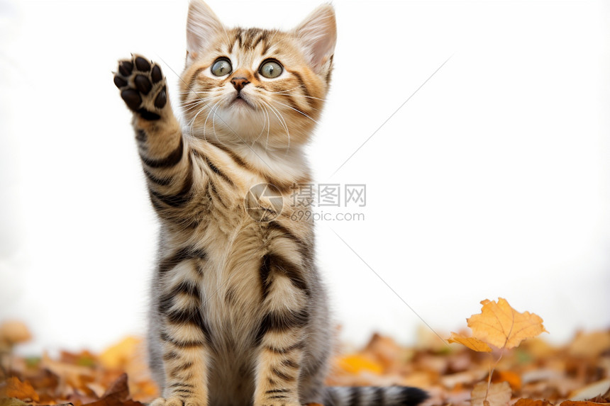 落叶堆里的小猫咪图片