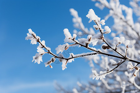 树枝上的雪枝条雪树高清图片