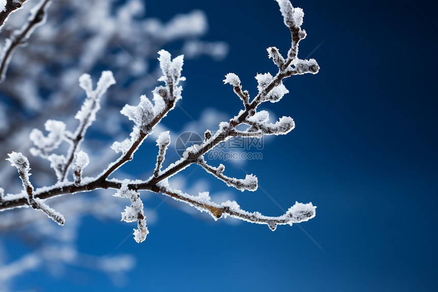 冬日的雪景图片