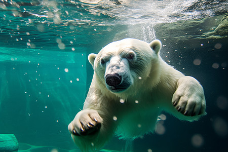 海底熊素材北极熊在游泳背景