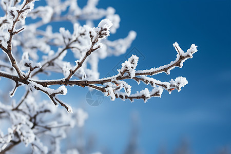 雪在树枝上图片