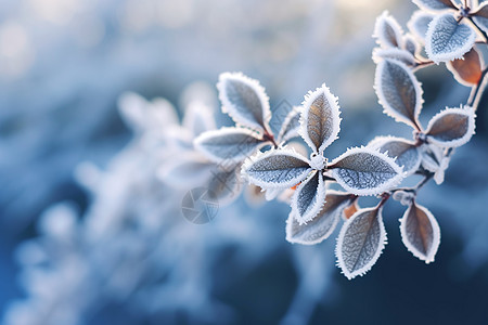 树枝手绘树叶上的积雪背景