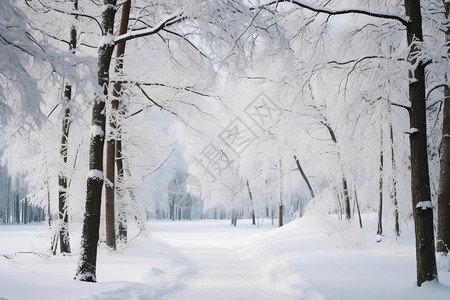 森林里的积雪图片