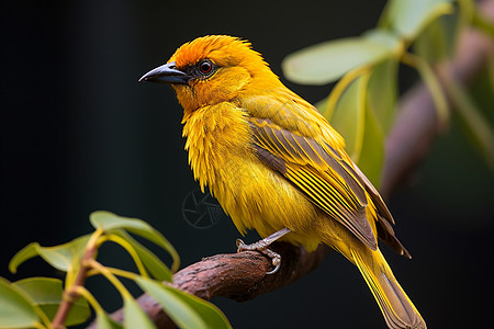 黄色小鸟栖息于枝头背景